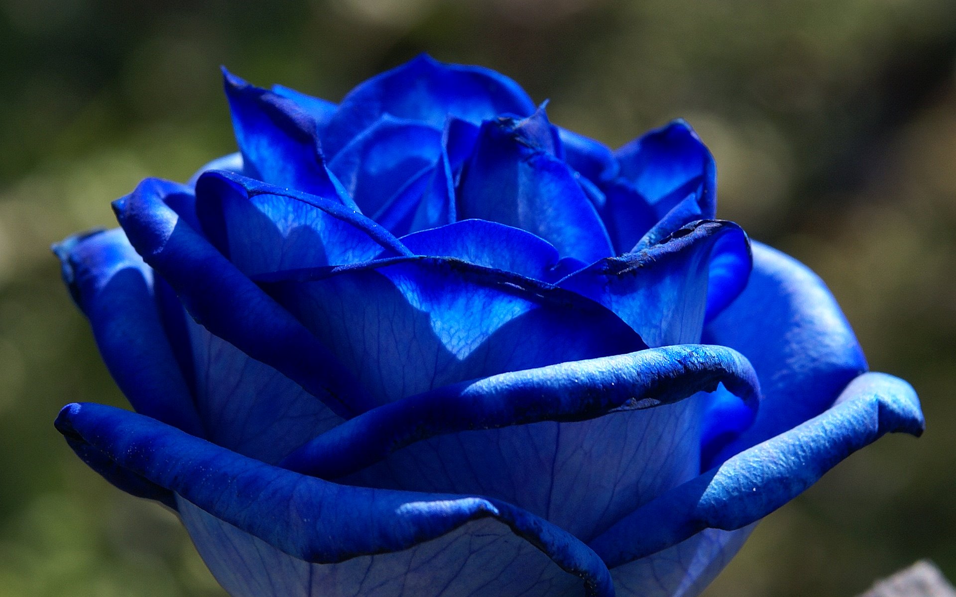 blue-roses-04605-1.jpg