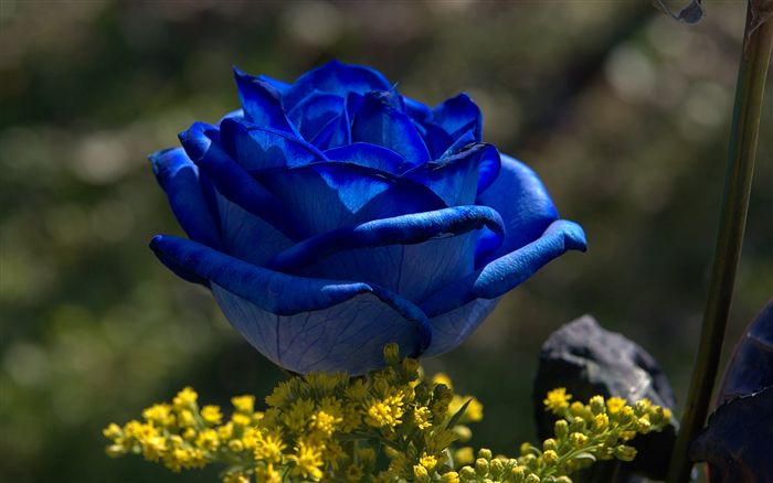 blue rose 
