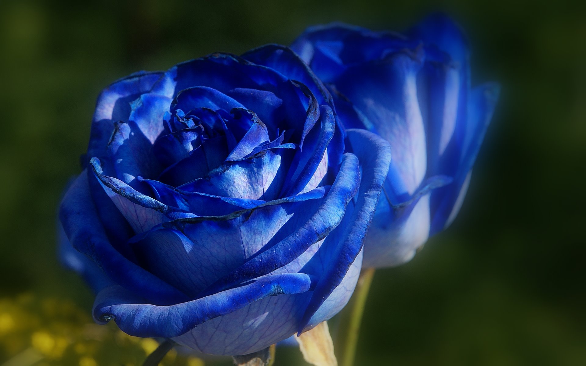 blue roses soft focus