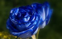 blue roses soft focus 