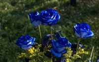 roses in blue 