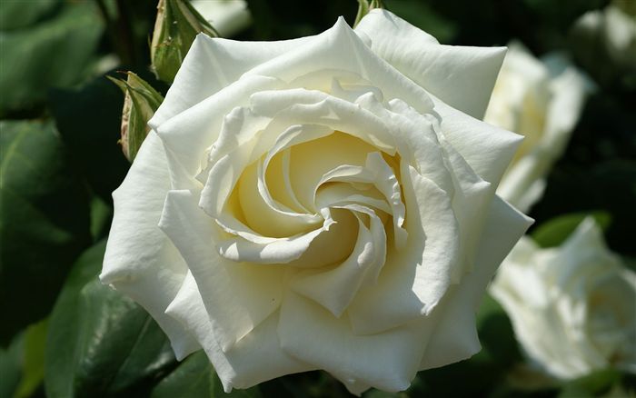 rosa bianca 
