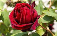 rosa rosso scuro 