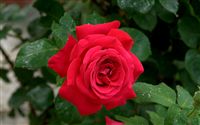 rosa rosso porpora 