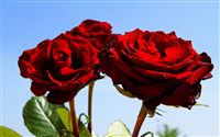 tre rose rosse sfondo 
