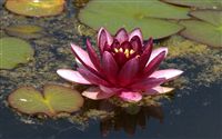 dark pink water lily 