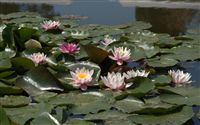 Nymphaea alba Water lilies 