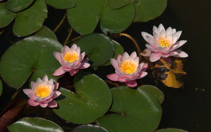 4 amazing water lilies 