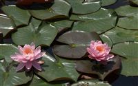 Nymphaea alba Water lilies  