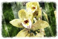 watercolor orchid painting 