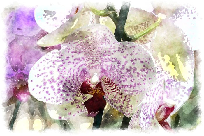 phalaenopsis watercolor picture 