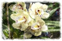 orchids watercolor wallpaper 