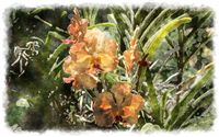 exotic orchid watercolor picture 