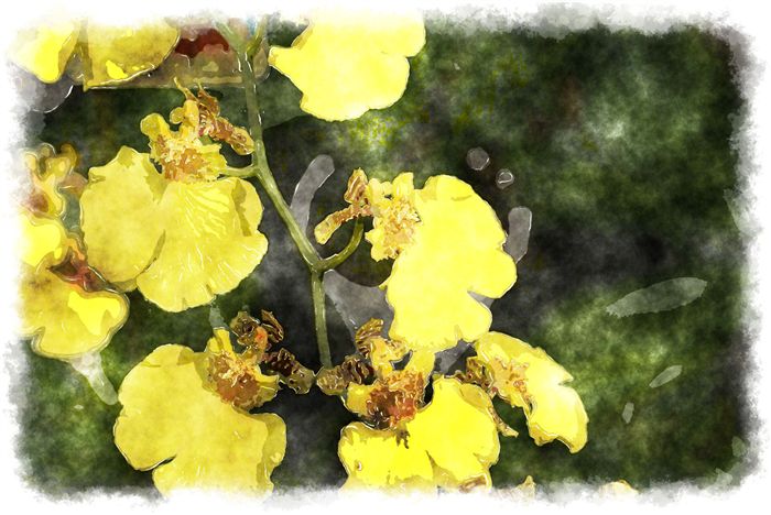 oncidium orchid watercolor picture 