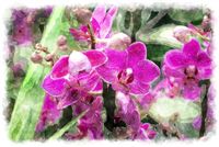 dark pink watercolor orchid picture 