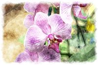 pink phalaenopsis watercolor picture 