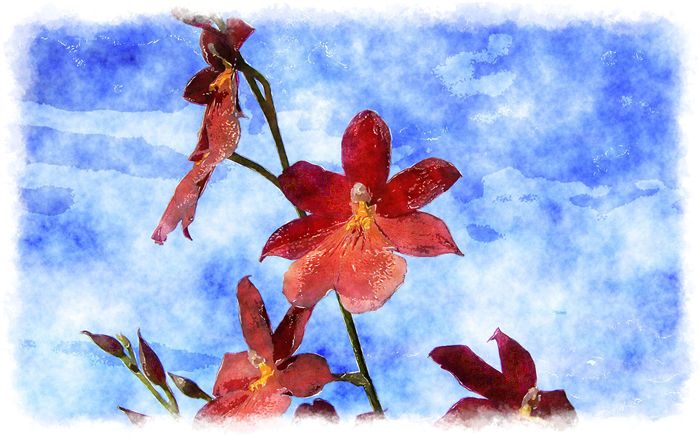 watercolor cambria orchid 