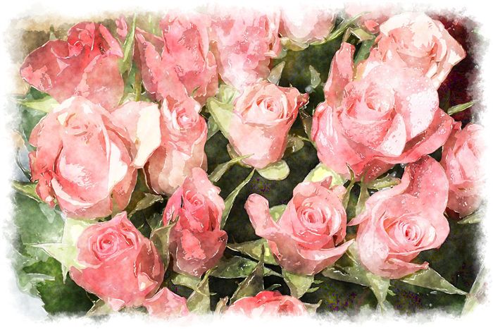 pink rose bouquet watercolor 