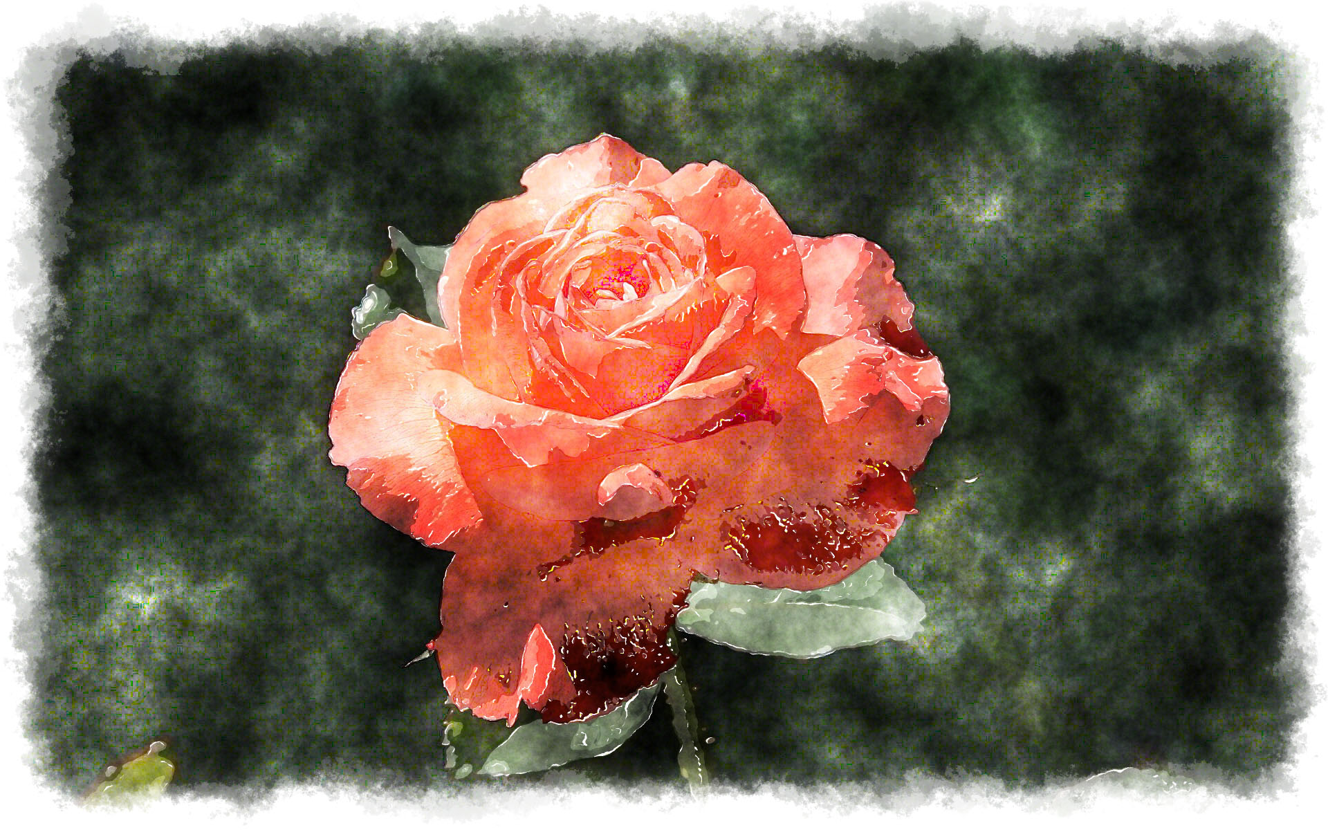 beautiful red rose watercolor painting
