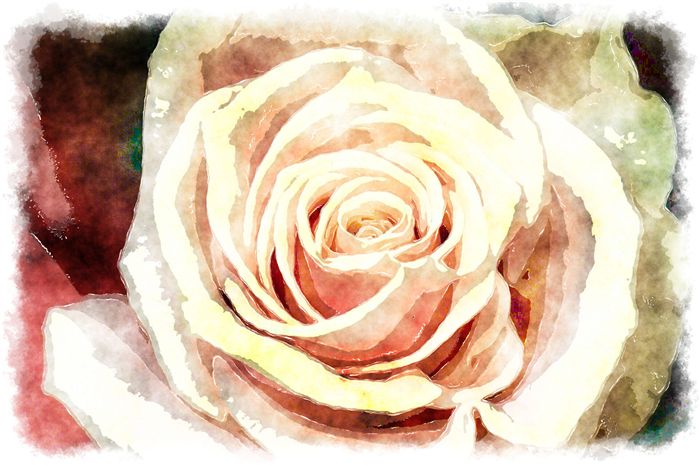peach rose watercolor 