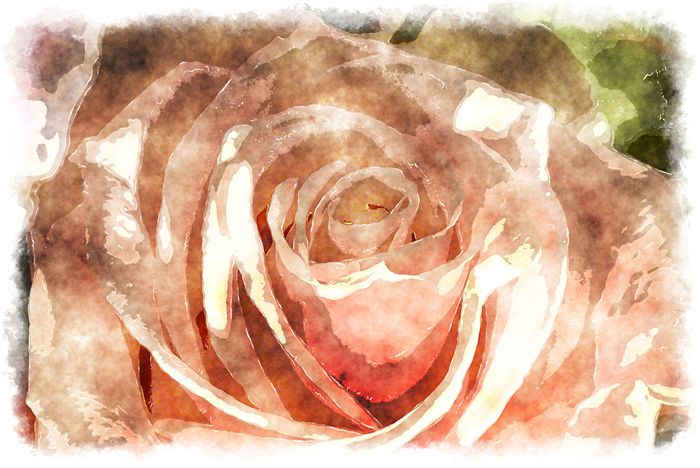 watercolor peach rose 