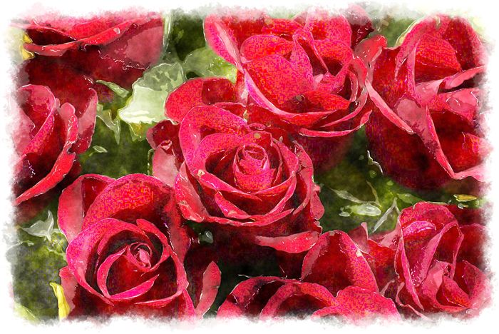 beautiful roses watercolor 