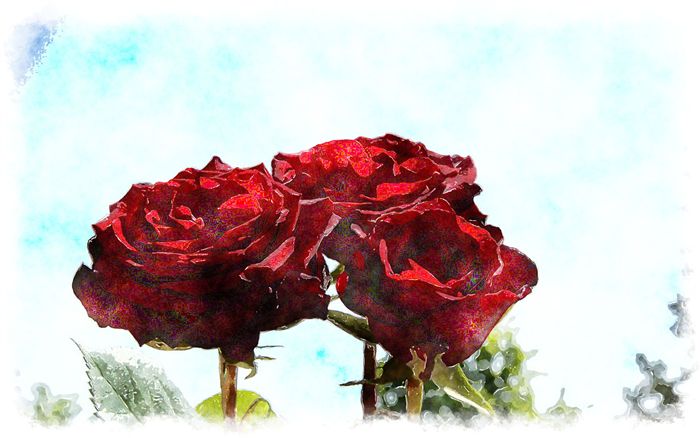 watercolor red roses 