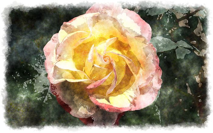 rose watercolor 