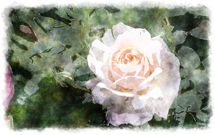 watercolor rose angelic 