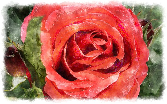 red rose watercolor close up 