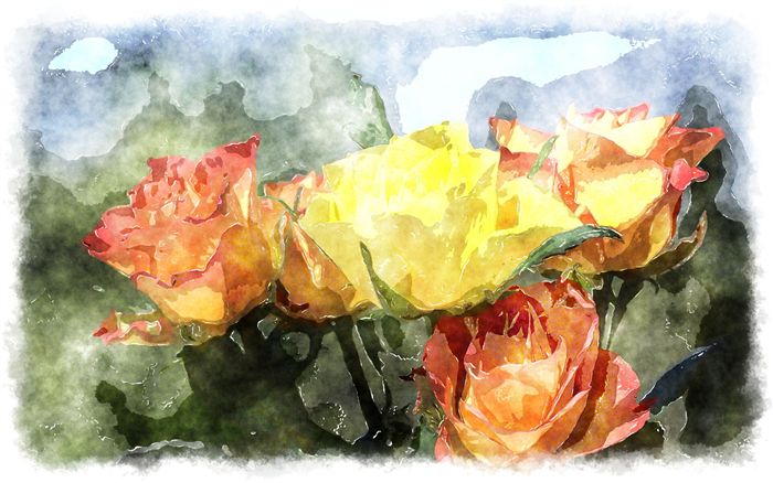 roses watercolor 