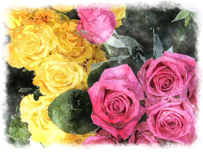 watercolor rose yellow and pink 