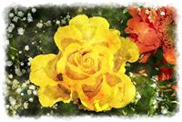yellow rose watercolor 