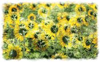 watercolor sunflower field 