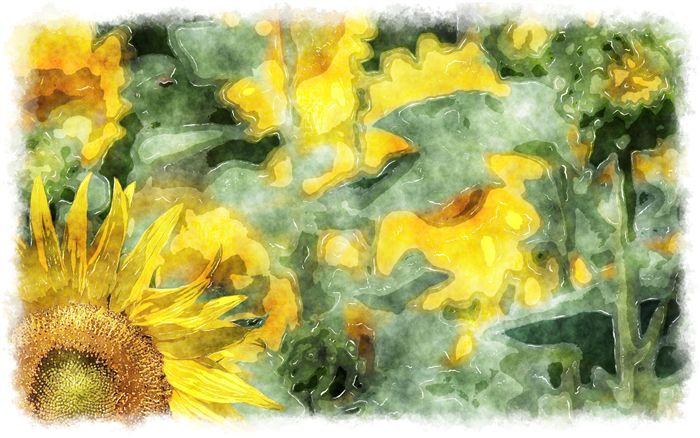 sunflower watercolor painting 