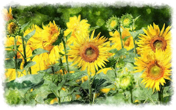 watercolor sunflower painting 
