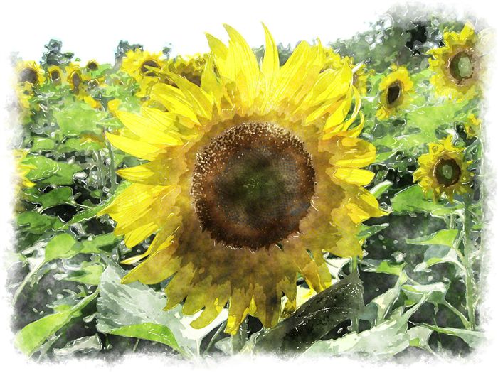 sunflower watercolor paint 
