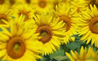 Sunflower 