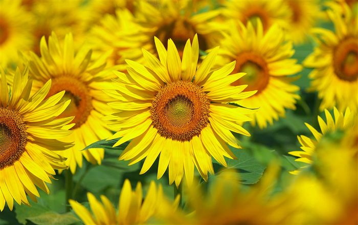 photo sunflower 