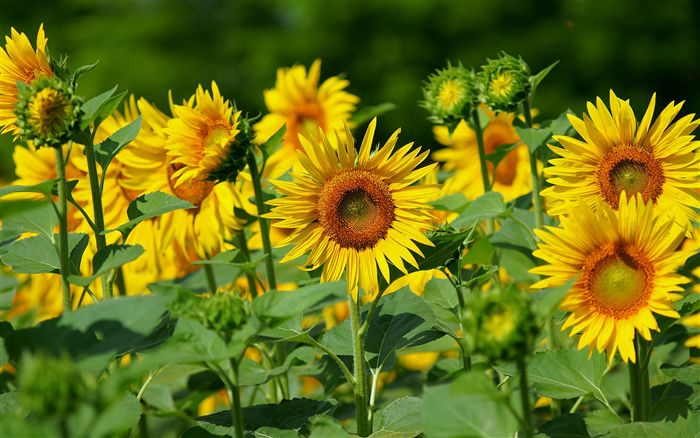 photo beautiful Sunflower 