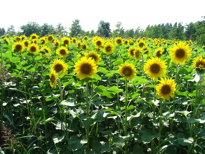 photo Sunflower Field 
