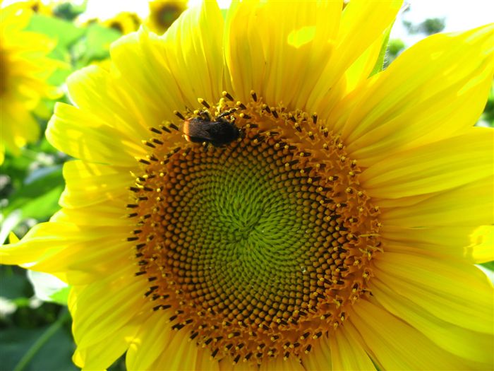 photo Sun Flower and Bumble bee 