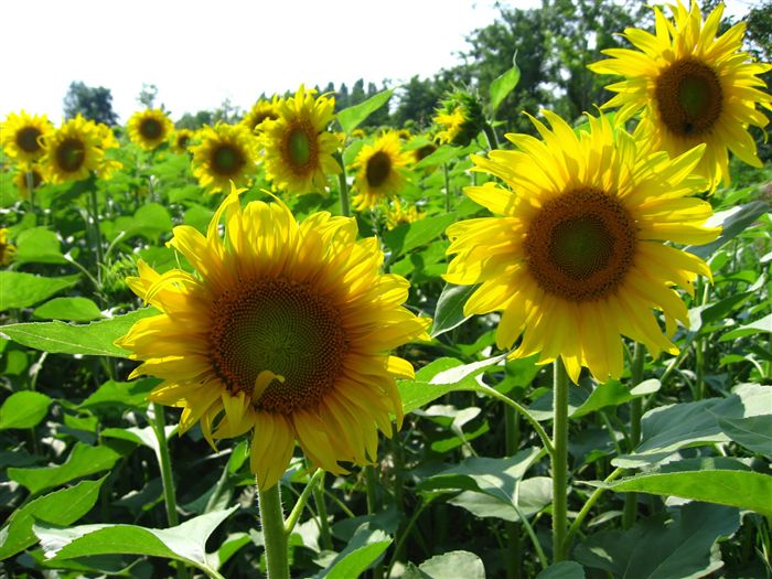 photo Sunflowers 