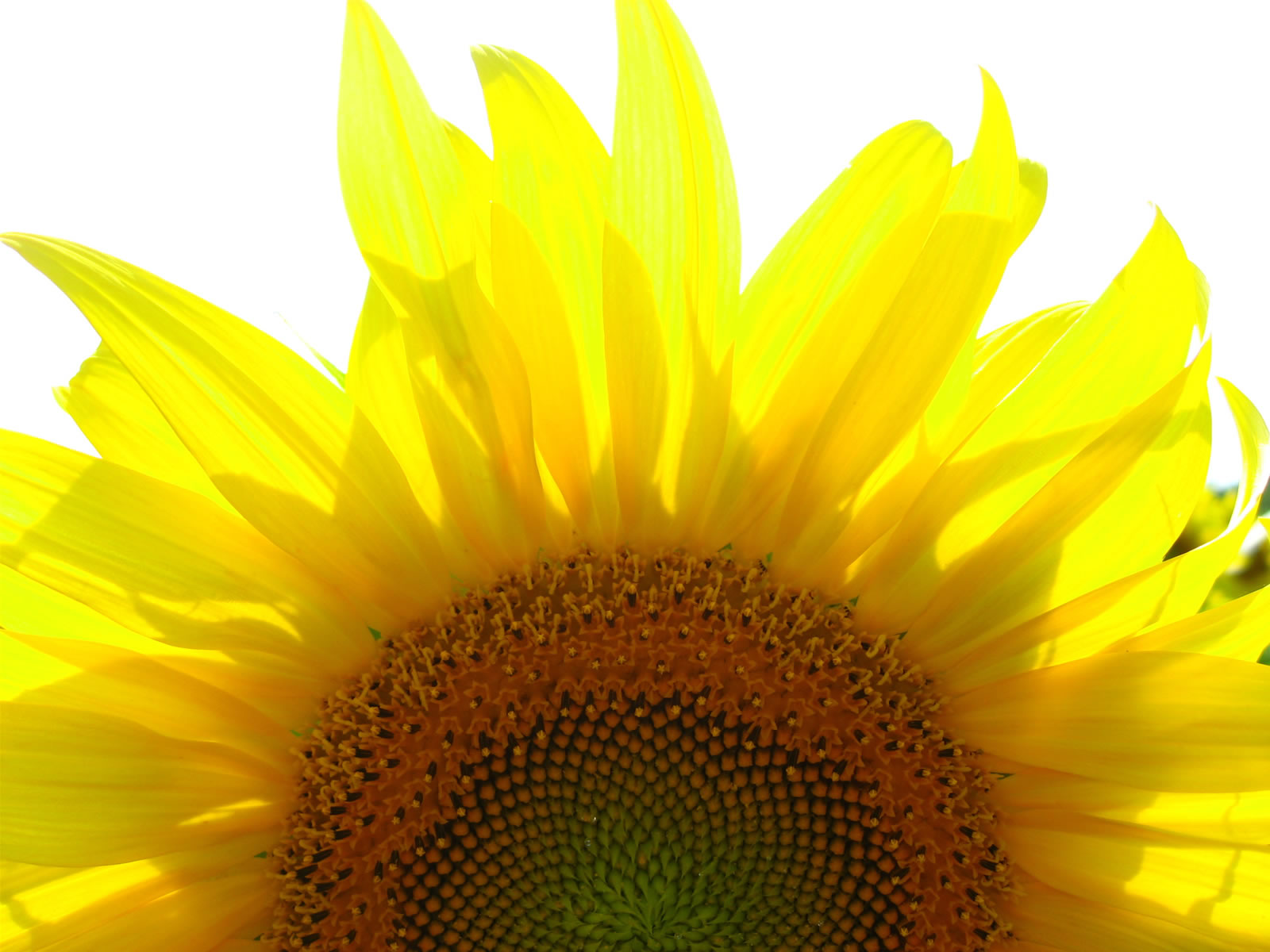 Sunflower Wallpaper Photo : download Full High resolution
