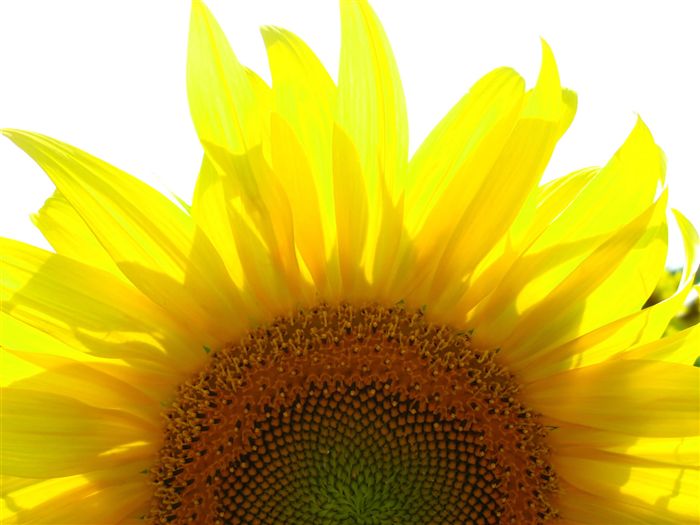 photo Sunflower Wallpaper 