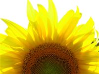 Sunflower Wallpaper 