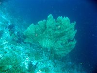 Elphistone reef 