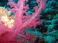 Soft Coral Elphistone reef 