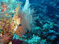 Soft corals 