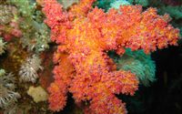 red softcoral wallpaper 